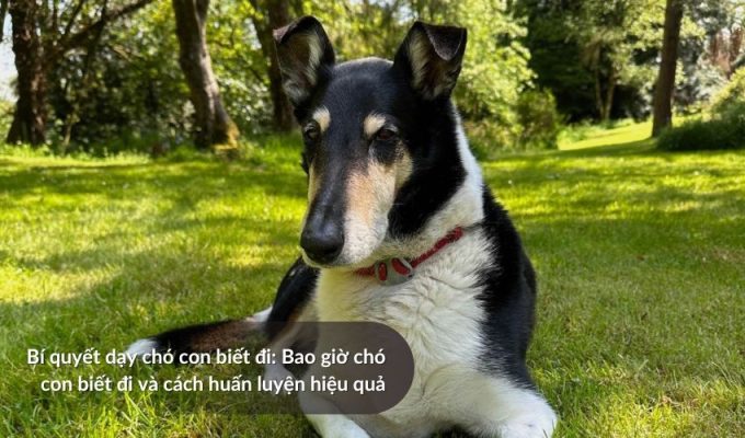 Bí quyết dạy chó con biết đi: Bao giờ chó con biết đi và cách huấn luyện hiệu quả