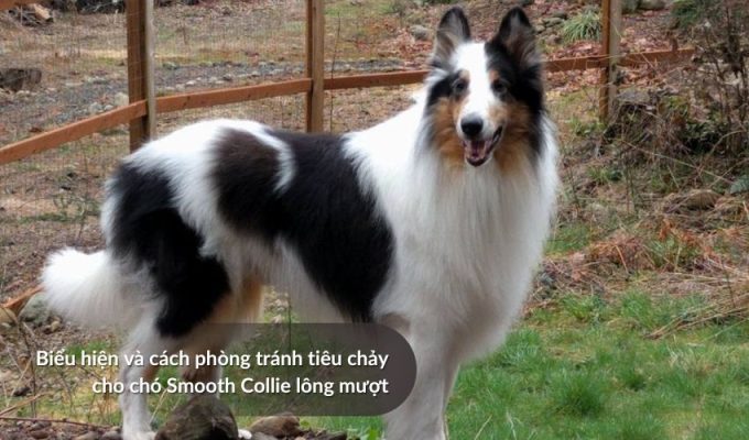 Biểu hiện và cách phòng tránh tiêu chảy cho Chó săn Picardy