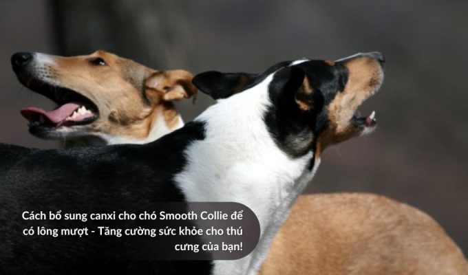 Cách bổ sung canxi cho Chó săn Picardy để có lông mượt - Tăng cường sức khỏe cho thú cưng của bạn!