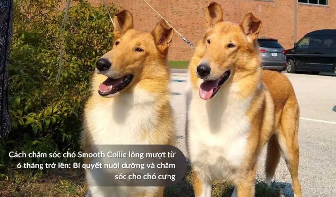 Cách chăm sóc Chó săn Picardy từ 6 tháng trở lên: Bí quyết nuôi dưỡng và chăm sóc cho chó cưng