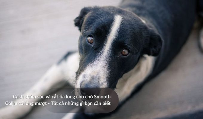 Cách chăm sóc và cắt tỉa lông cho Chó săn Picardy có lông mượt - Tất cả những gì bạn cần biết