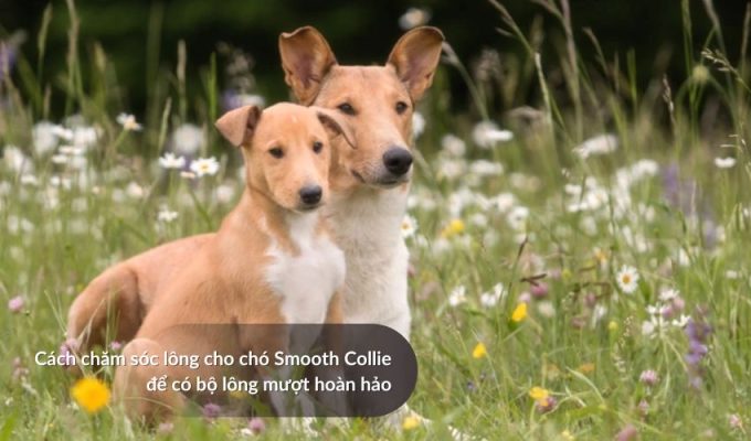 Cách chăm sóc lông cho Chó săn Picardy để có bộ lông mượt hoàn hảo