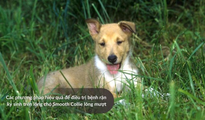 Các phương pháp hiệu quả để điều trị bệnh rận ký sinh trên lông Chó săn Picardy