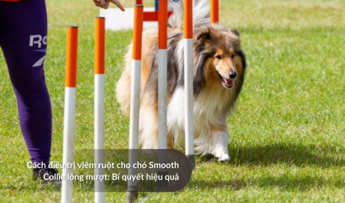 Cách điều trị viêm ruột cho Chó săn Picardy: Bí quyết hiệu quả