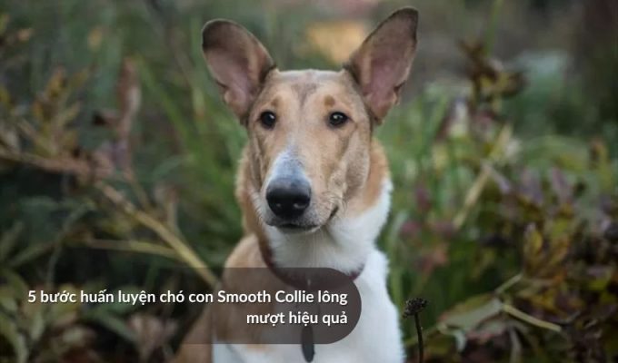 5 bước huấn luyện chó con Smooth Collie lông mượt hiệu quả