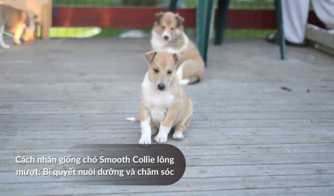 Cách nhân giống Chó săn Picardy: Bí quyết nuôi dưỡng và chăm sóc