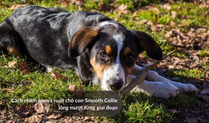 Cách chăm sóc và nuôi chó con Smooth Collie lông mượt từng giai đoạn