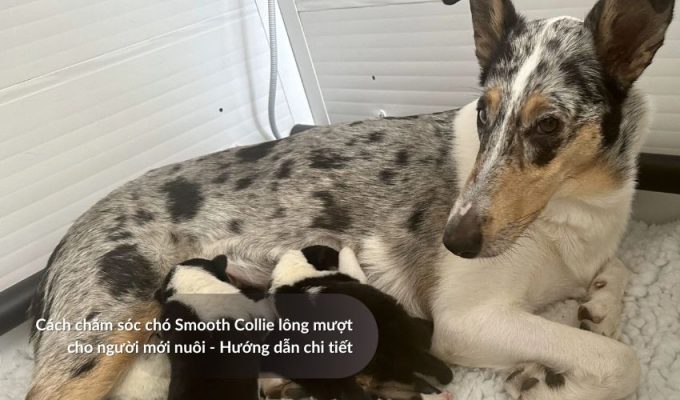 Cách chăm sóc Chó săn Picardy cho người mới nuôi - Hướng dẫn chi tiết