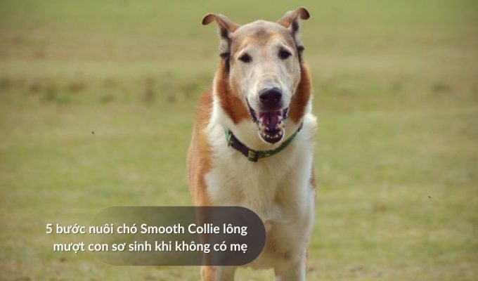5 bước nuôi Chó săn Picardy con sơ sinh khi không có mẹ