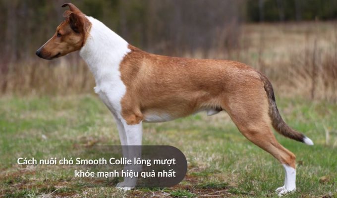 Cách nuôi Chó săn Picardy khỏe mạnh hiệu quả nhất