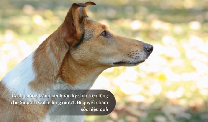 Cách phòng tránh bệnh rận ký sinh trên lông Chó săn Picardy: Bí quyết chăm sóc hiệu quả