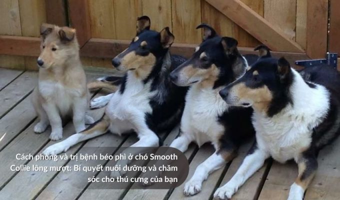 Cách phòng và trị bệnh béo phì ở Chó săn Picardy: Bí quyết nuôi dưỡng và chăm sóc cho thú cưng của bạn