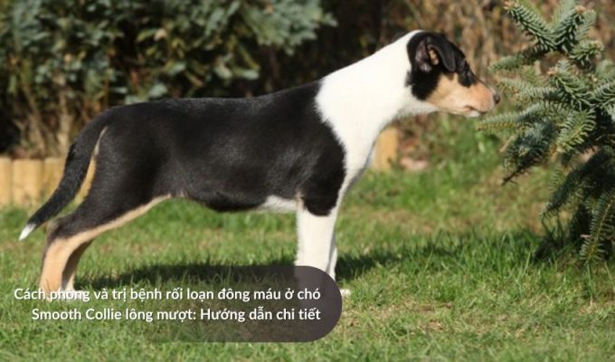 Cách phòng và trị bệnh rối loạn đông máu ở Chó săn Picardy: Hướng dẫn chi tiết