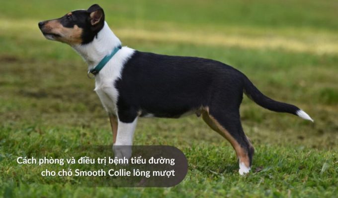 Cách phòng và điều trị bệnh tiểu đường cho Chó săn Picardy
