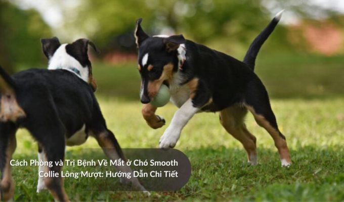 Cách Phòng và Trị Bệnh Về Mắt ở Chó săn Picardy: Hướng Dẫn Chi Tiết