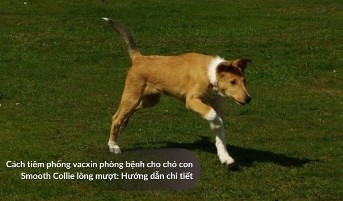Cách tiêm phòng vacxin phòng bệnh cho chó con Smooth Collie lông mượt: Hướng dẫn chi tiết