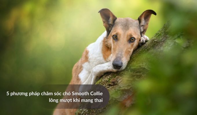 5 phương pháp chăm sóc Chó săn Picardy khi mang thai