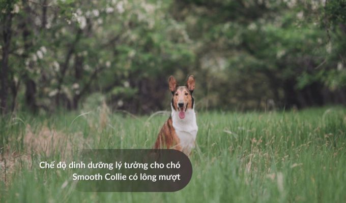 Chế độ dinh dưỡng lý tưởng cho Chó săn Picardy có lông mượt