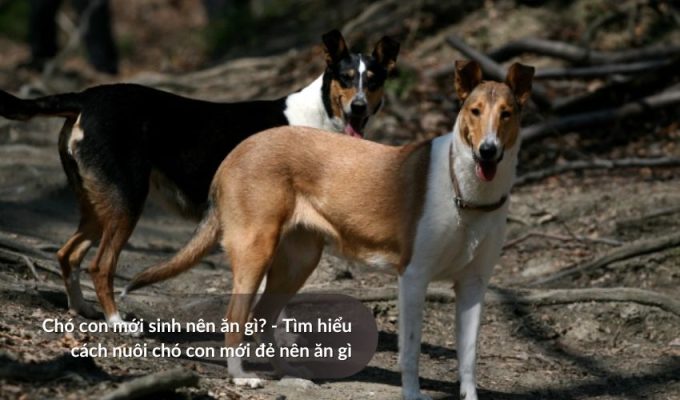 Chó con mới sinh nên ăn gì? - Tìm hiểu cách nuôi chó con mới đẻ nên ăn gì