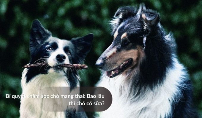 Bí quyết chăm sóc chó mang thai: Bao lâu thì chó có sữa?