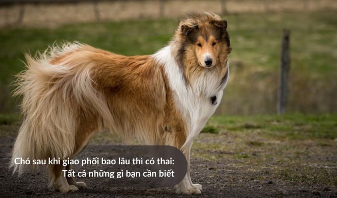 Chó sau khi giao phối bao lâu thì có thai: Tất cả những gì bạn cần biết