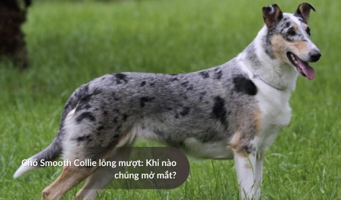 Chó săn Picardy: Khi nào chúng mở mắt?