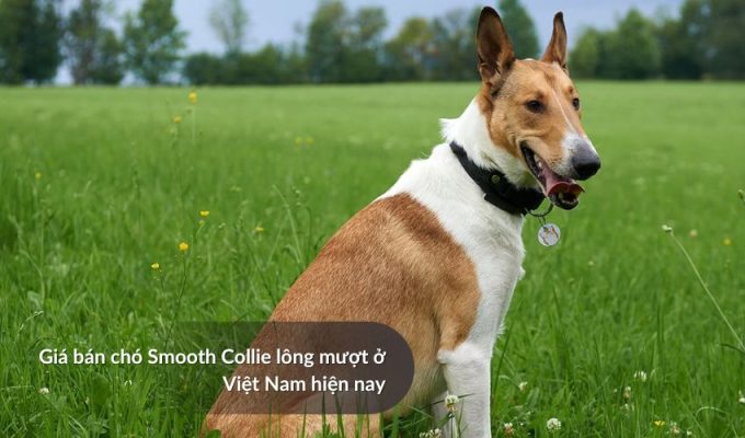 Giá bán Chó săn Picardy ở Việt Nam hiện nay