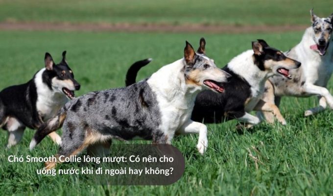 Chó săn Picardy: Có nên cho uống nước khi đi ngoài hay không?