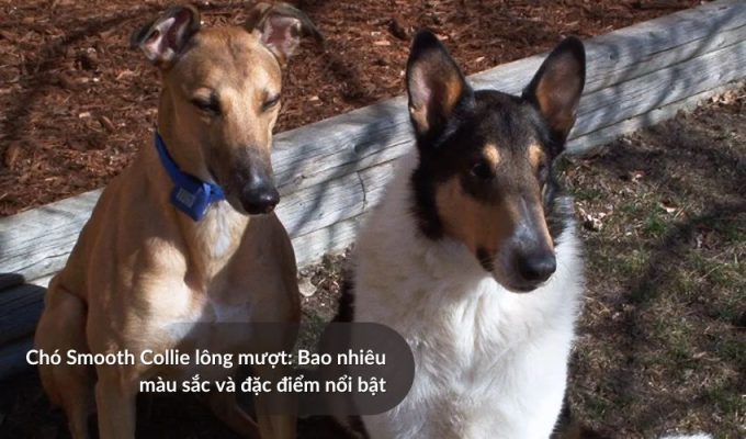 Chó săn Picardy: Bao nhiêu màu sắc và đặc điểm nổi bật