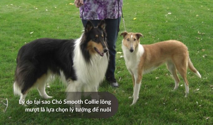 Lý do tại sao Chó săn Picardy là lựa chọn lý tưởng để nuôi
