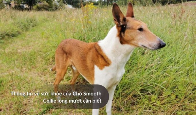 Thông tin về sức khỏe của Chó săn Picardy cần biết