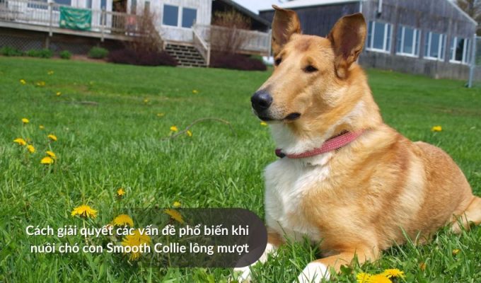 Cách giải quyết các vấn đề phổ biến khi nuôi chó con Smooth Collie lông mượt