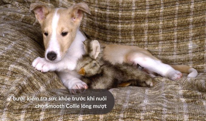 7 bước kiểm tra sức khỏe trước khi nuôi Chó săn Picardy