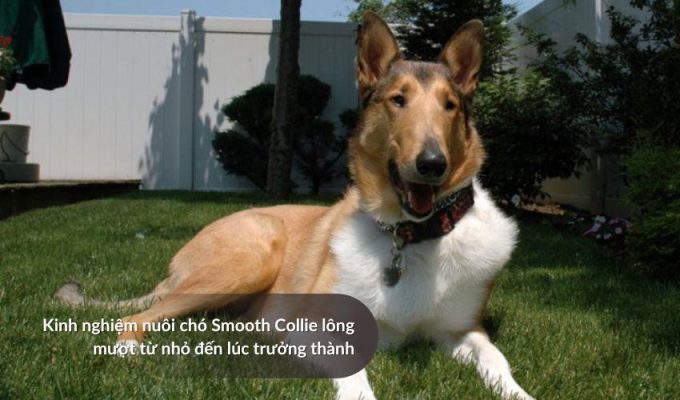 Kinh nghiệm nuôi Chó săn Picardy từ nhỏ đến lúc trưởng thành