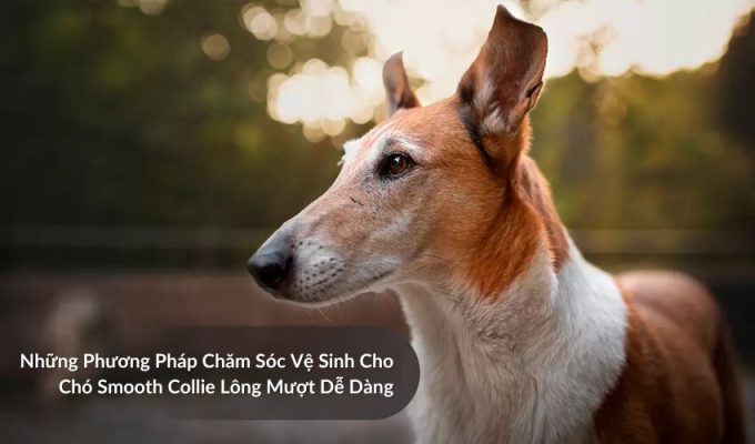 Những Phương Pháp Chăm Sóc Vệ Sinh Cho Chó săn Picardy Dễ Dàng