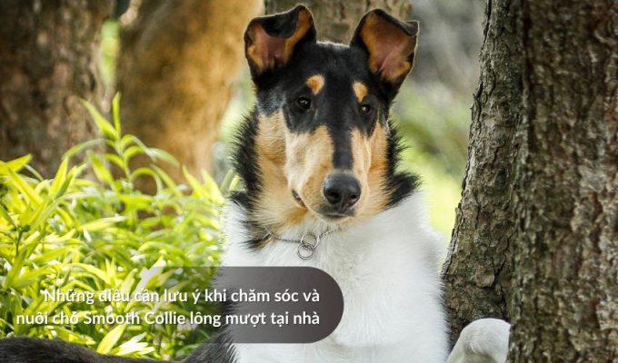 Những điều cần lưu ý khi chăm sóc và nuôi Chó săn Picardy tại nhà