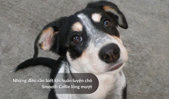 Những điều cần biết khi huấn luyện Chó săn Picardy