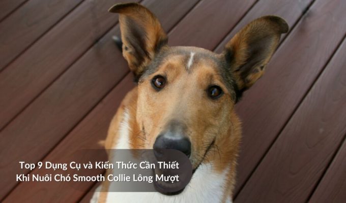 Top 9 Dụng Cụ và Kiến Thức Cần Thiết Khi Nuôi Chó săn Picardy
