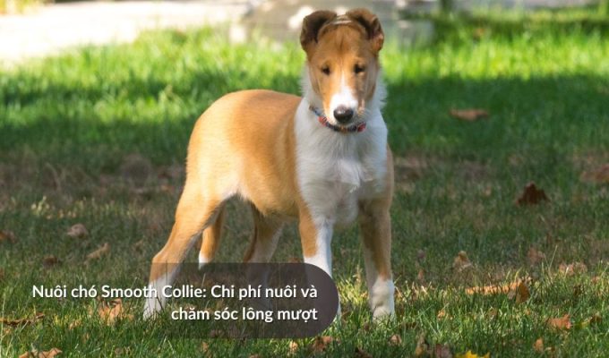 Nuôi Chó săn Picardy: Chi phí nuôi và chăm sóc lông mượt