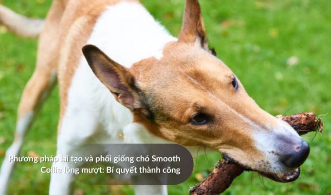 Phương pháp lai tạo và phối giống Chó săn Picardy: Bí quyết thành công