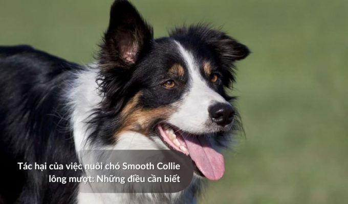 Tác hại của việc nuôi Chó săn Picardy: Những điều cần biết