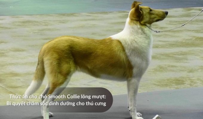 Thức ăn cho Chó săn Picardy: Bí quyết chăm sóc dinh dưỡng cho thú cưng