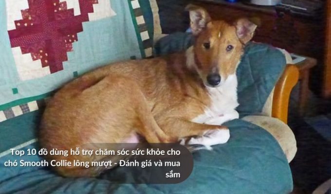 Top 10 đồ dùng hỗ trợ chăm sóc sức khỏe cho Chó săn Picardy - Đánh giá và mua sắm